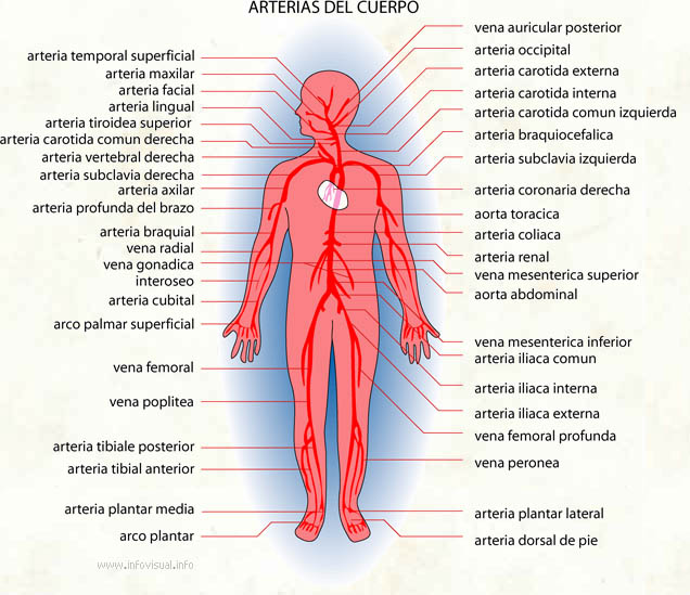 Arterias (Diccionario visual)